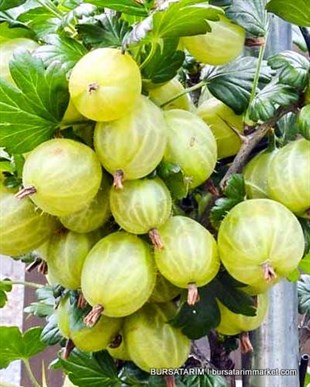 Bektaşi Üzümü İnvicta Çeşidi