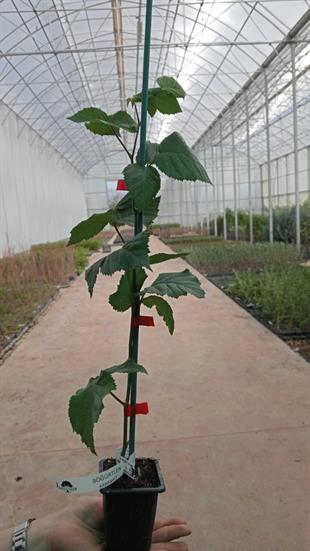 Arapaho Böğürtlen Fidanı