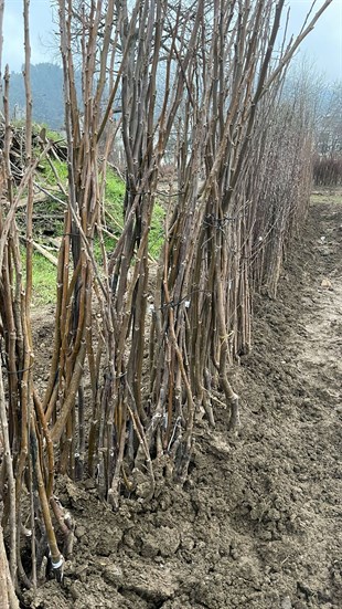 Tulare Ceviz Fidanı