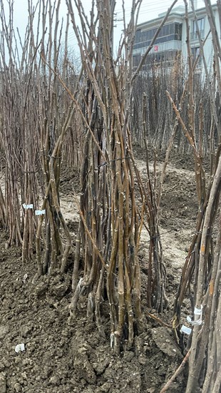 Tulare Ceviz Fidanı