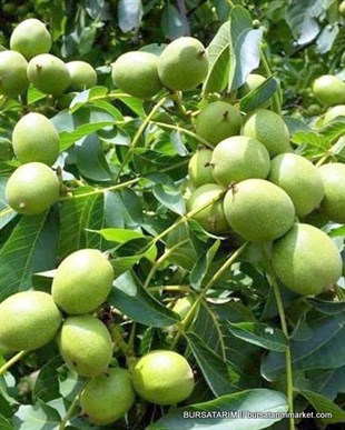 Yalova Ceviz Fidanı