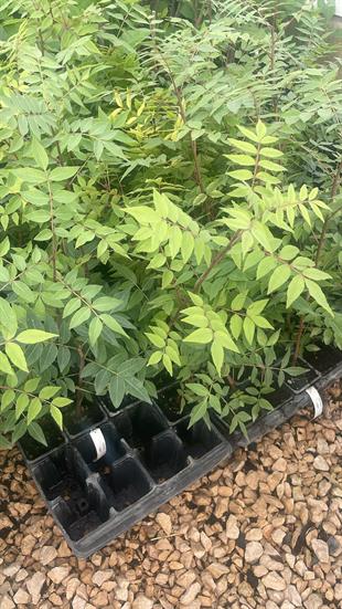 Antep Fıstığı Anacı UCB-1