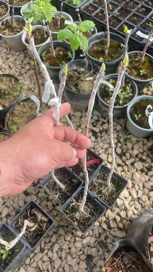 Antep Fıstığı Anacı UCB-1