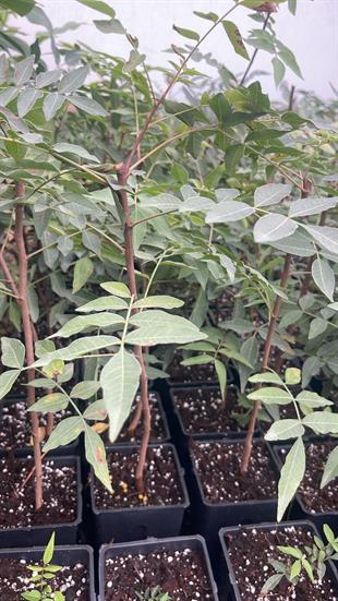 Antep Fıstığı Anacı UCB-1