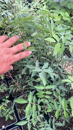 Antep Fıstığı Anacı UCB-1