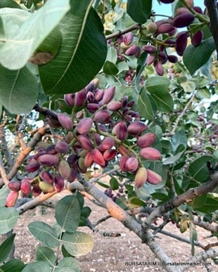 Antep Fıstığı Fidanı ( Erkek )