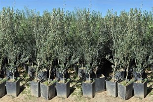 Domat Zeytin Fidanı