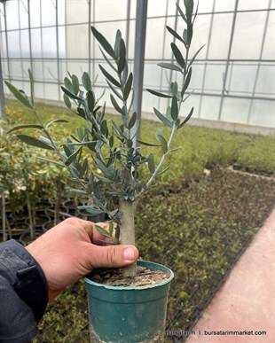 Bonzai Zeytin Fidanı