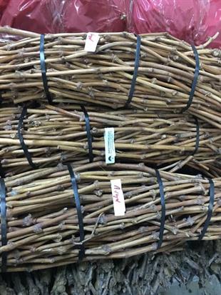 Red Globe Üzüm Aşı Kalemix10