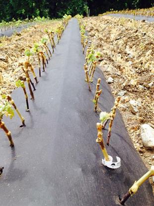 Red Globe Üzüm Aşı Kalemix10