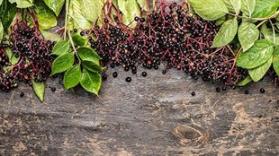 Siyah Mürver Fidanı