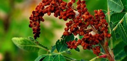 Sumak Fidanı - Somak