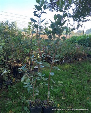 Yetişkin Kaymak (Feijo) Ağacı