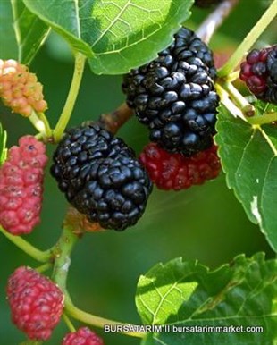 Yetişkin Ekşi Kara Dut Ağacı - Urmu dudu