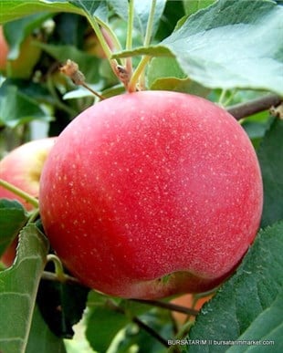 Fuji Elma Fidanı
