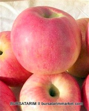 Fuji Zhen Astech Elma Fidanı