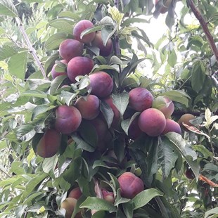 Formosa Erik Fidanı