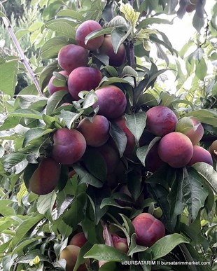 Formosa Erik Fidanı