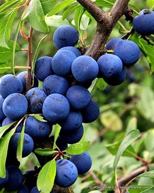 Güvem Eriği Fidanı ( Çakal / Çoban eriği )