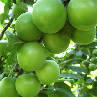 Kara Papaz Erik Fidanı