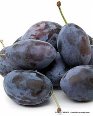 Mürdüm Eriği Erik Fidanı