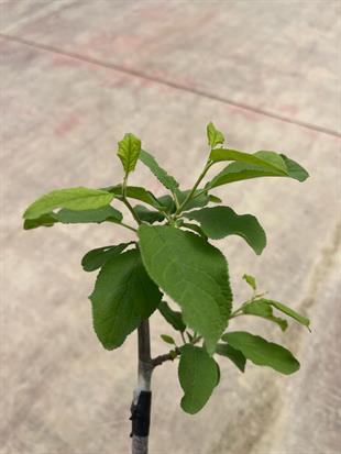 YERLİ KÜÇÜK MEYVELİ MÜRDÜM ERİK