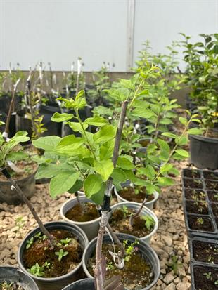 YERLİ KÜÇÜK MEYVELİ MÜRDÜM ERİK