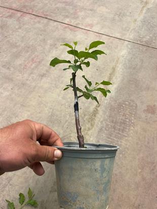 YERLİ KÜÇÜK MEYVELİ MÜRDÜM ERİK