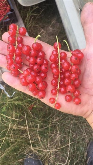 Frenk Üzümü Fidanı - Kırmızı Yerli