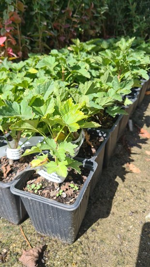 Frenk Üzümü Fidanı - Kırmızı Yerli