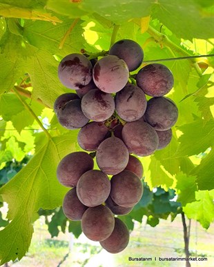 Kyoho Üzüm Fidanı