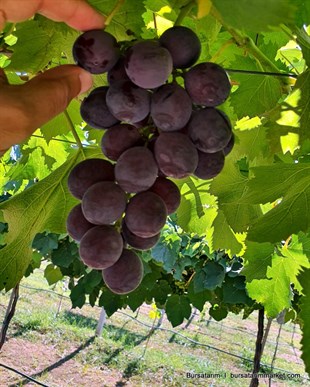 Kyoho Üzüm Fidanı