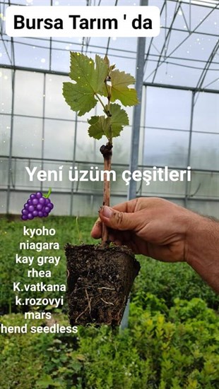 Kyoho Üzüm Fidanı