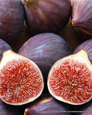 Bursa Siyahı İncir Aşı Kalemi ( Dürdane )