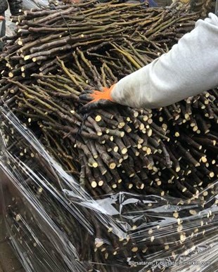 Bursa Siyahı İncir Aşı Kalemi ( Dürdane )