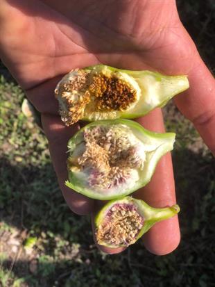 Mor Demirtaş Erkek İncir Fidanı