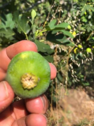 Mor Demirtaş Erkek İncir Fidanı