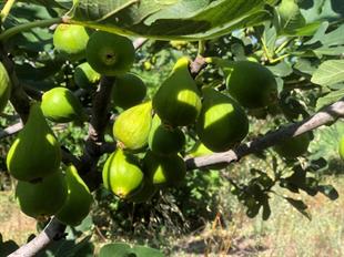 Mor Demirtaş Erkek İncir Fidanı