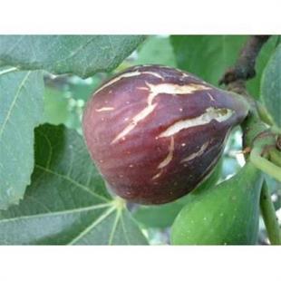 Patlıcan İncir Fidanı