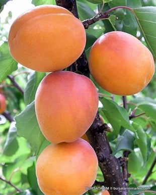 Roxana Kayısı Fidanı