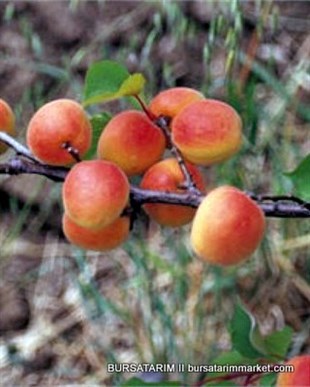 Thrinte Kayısı Fidanı