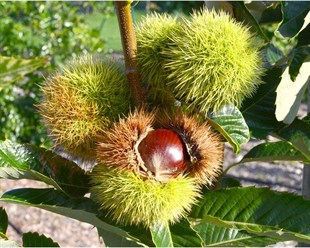 Bouche de Betizac Kestane Fidanı