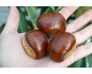 Bouche de Betizac Kestane Fidanı
