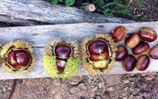 Marigoule Kestane Fidanı