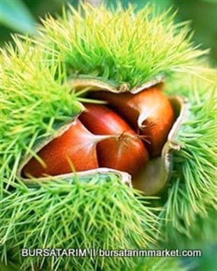 BURSATARIMMarigoule Kestane Fidanı
