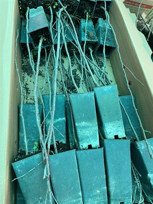 Carmine Jewell Bodur Vişne Fidanı