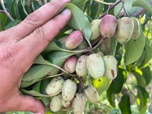 Sadowa Baby Kivi Fidanı ( Dişi ) 