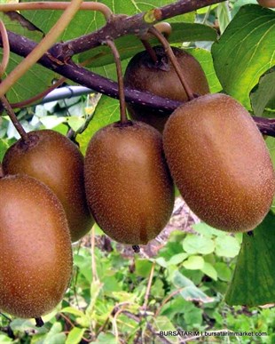 Sarı Kivi Fidanı ( Kemalbey Erkek )