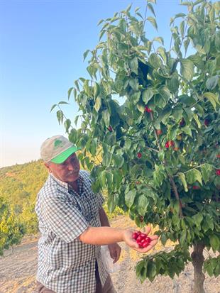Kızılcık Fidanı (Aşılı)