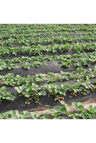 Agril Malç Kumaş Kumaşı Siyah 120CMx1000M 40gr/m2 UVli